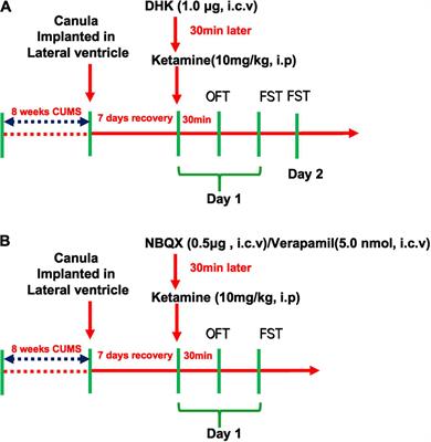 The Regulation of Glutamate Transporter 1 in the Rapid Antidepressant-Like Effect of Ketamine in Mice